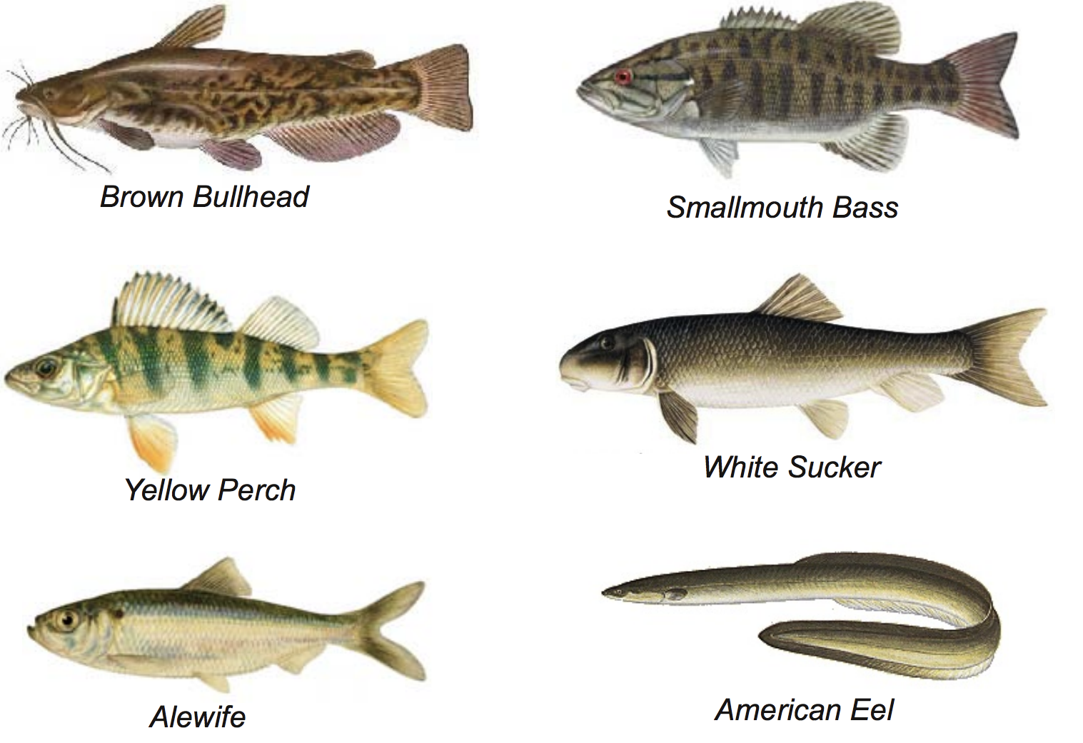 Wildlife Herring Ponds Watershed Association