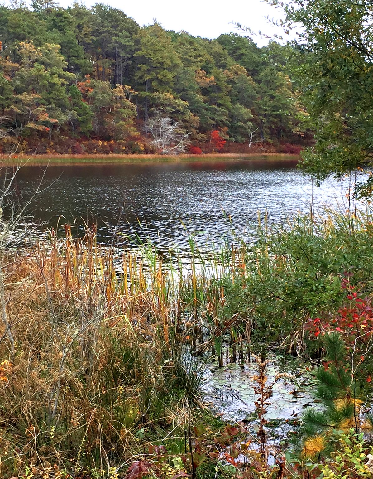 A MEMBER Herring Ponds Watershed Association