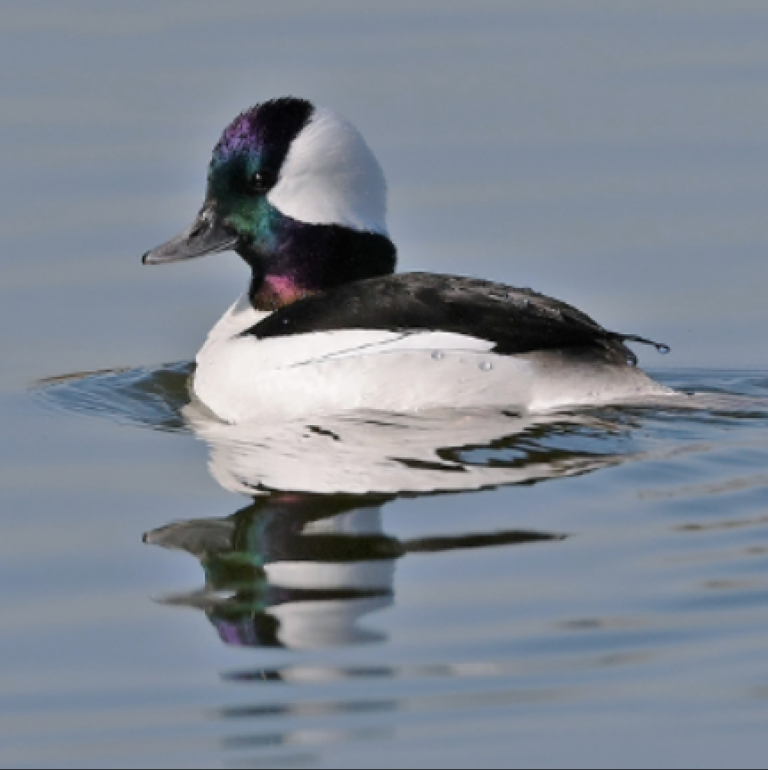 Bufflehead North America’s Smallest Diving Duck Herring Ponds